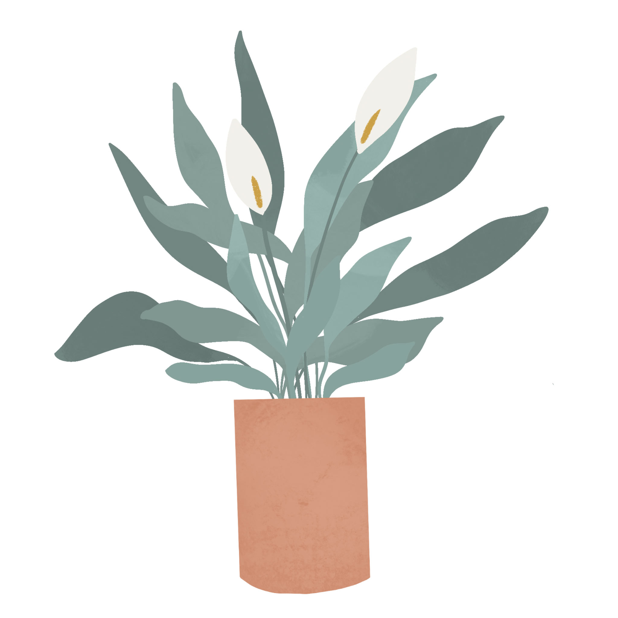 Peace-Lily